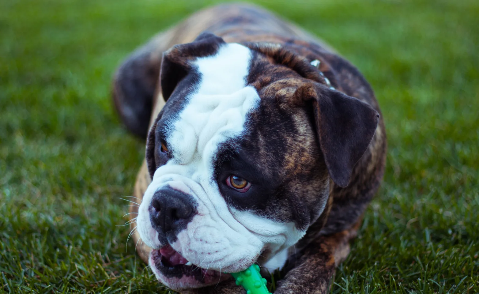 Dog chewing on toy while laying in the grass.